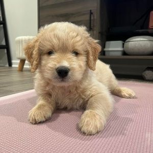 Meet your Posher, Summer